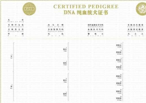 购买纯种金毛需要注意的4点,不要再被坑了!_狗狗_证明书_血统