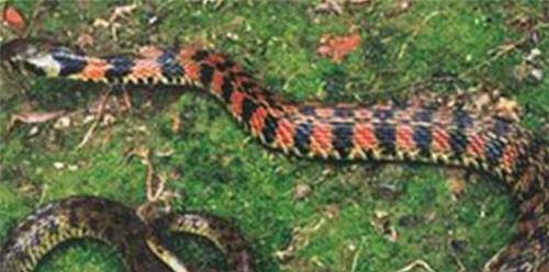 男子被蛇"追杀"5年,最终倒在自家田地里,当年到底发生了什么_程地明