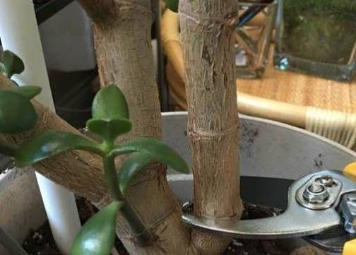 修剪_枝条_燕子