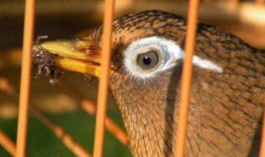 养好画眉鸟的"4大步骤"_驯养_时候_笼子