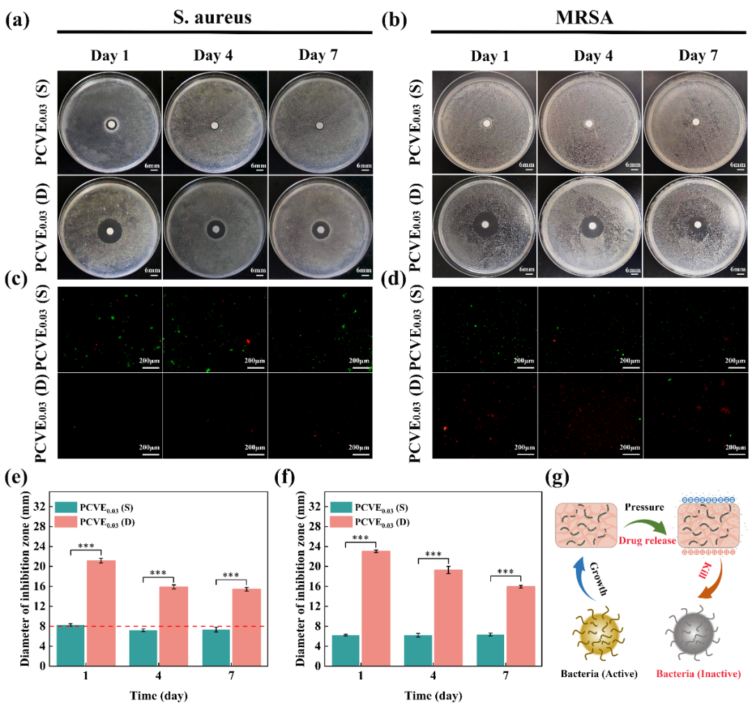 西安理工&空军军医大《afm》:一种自供电伤口敷料用