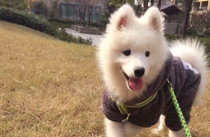 宠物狗中最败家的五种"名犬",一个比一个费钱,一般人养不起!