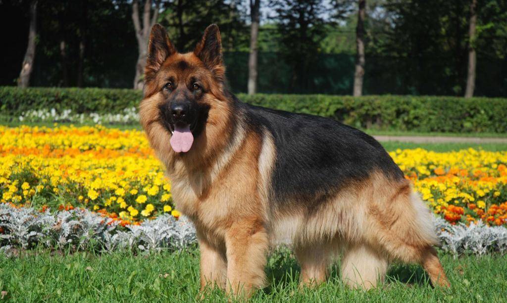 为保护自己的爱犬,希腊国王和两只猴子搏斗,结果导致25万人死亡