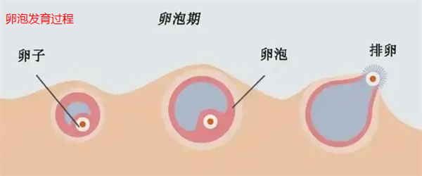 怎样知道卵子已经排出图片