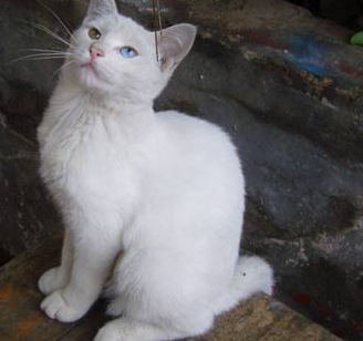 波斯猫的故事,你们听说过吗?_查理_石竹_钢琴