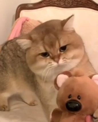 自带委屈脸的猫咪,毛绒玩具被宠主拿走后,它的表情萌化了!