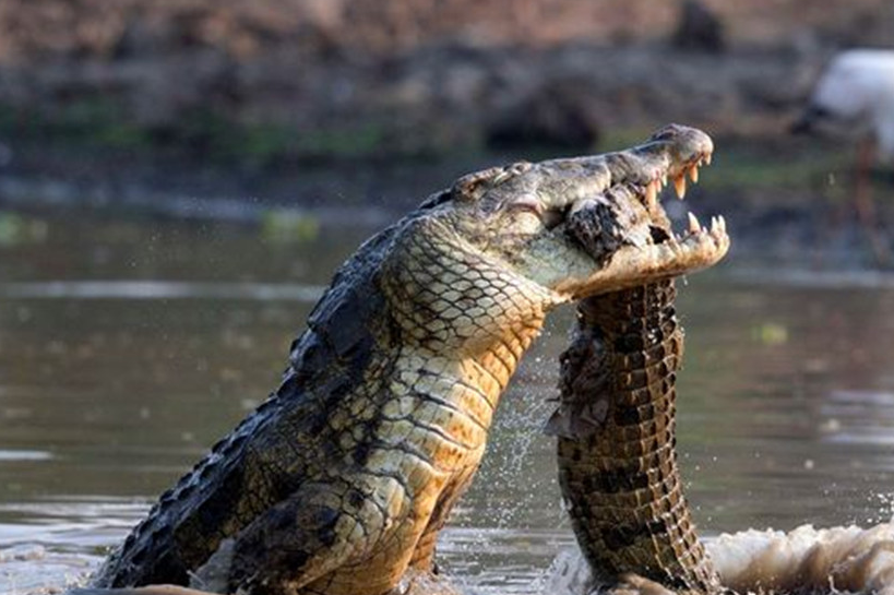 大鳄鱼张着大嘴向同类发起攻击,冲突持续升级,小鳄鱼被撕碎_身体_动物