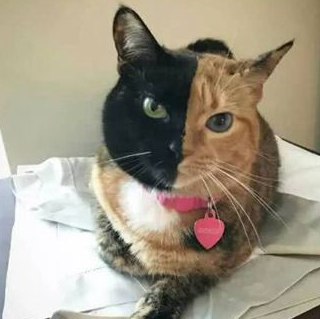 猫咪因为罕见"双面脸"成为网红,这一半黑色是认真的吗?
