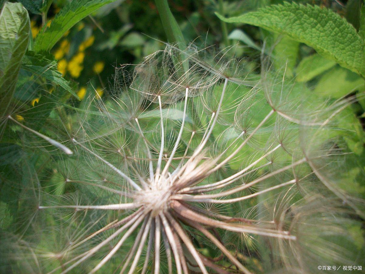 蜘蛛植物:虎尾兰是一种生长缓慢的植物,但具有非常强的甲醛吸收能力.