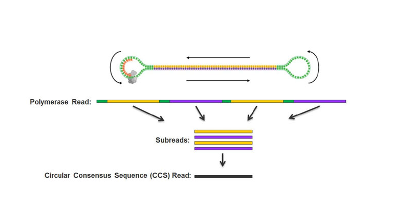 达安科普:分子诊断技术的宏伟创举——测序技术原理解析_检测_人类