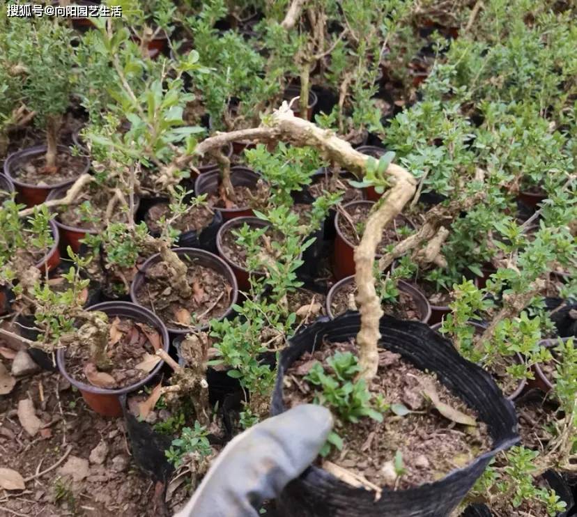 当年天价的黄杨盆景,如今为什么不值钱了?炒作的人哪去了?