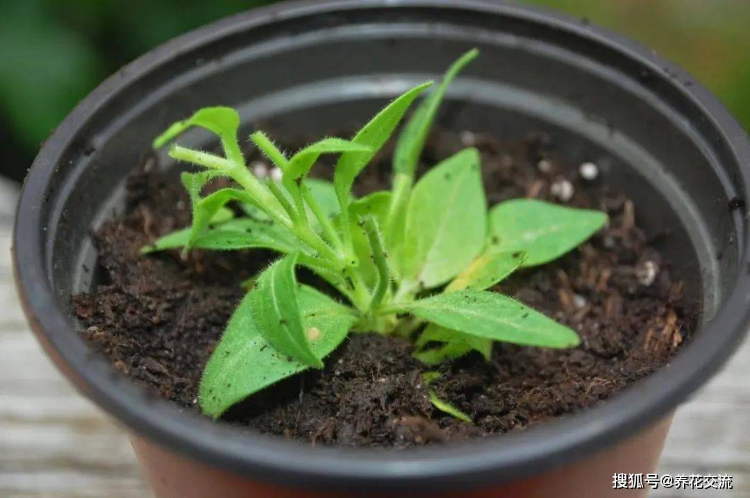 盆栽矮牵牛到手后,如何养成见花不见叶的花球,如何扦插繁殖?