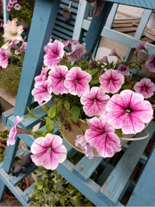 矮牵牛花 春季播种提高发芽率的小技巧