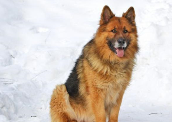 什么是hdhd对狗狗的影响有多大?