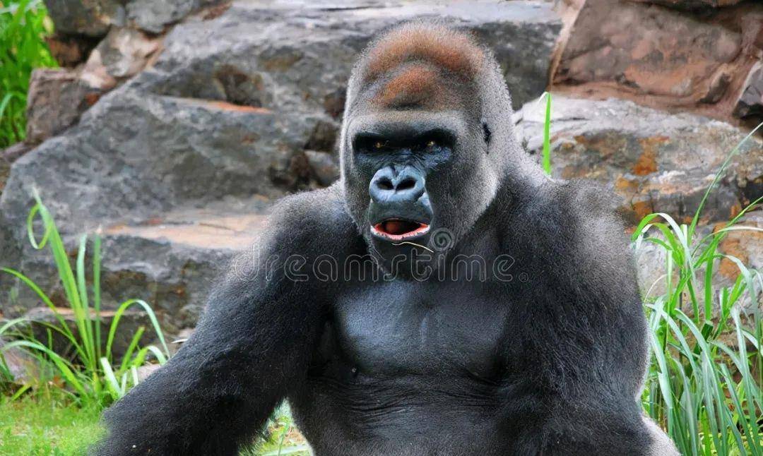 为给救命医生报仇,"豁耳族"野人抓走医生老婆当拉磨驴拷打_棕熊_毛孩