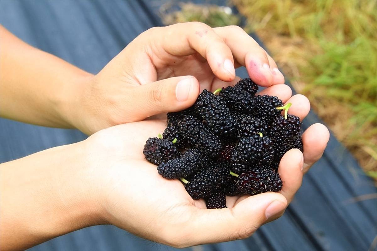 桑葚原浆哪儿的最好最正宗,揭秘桑正宗之源:你了解真正的产地?