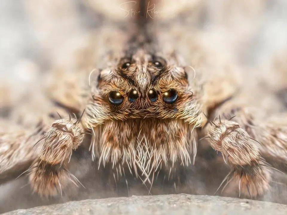 大长腿?揭开家中"异形使者"的神秘面纱_蜘蛛_生物_家园里