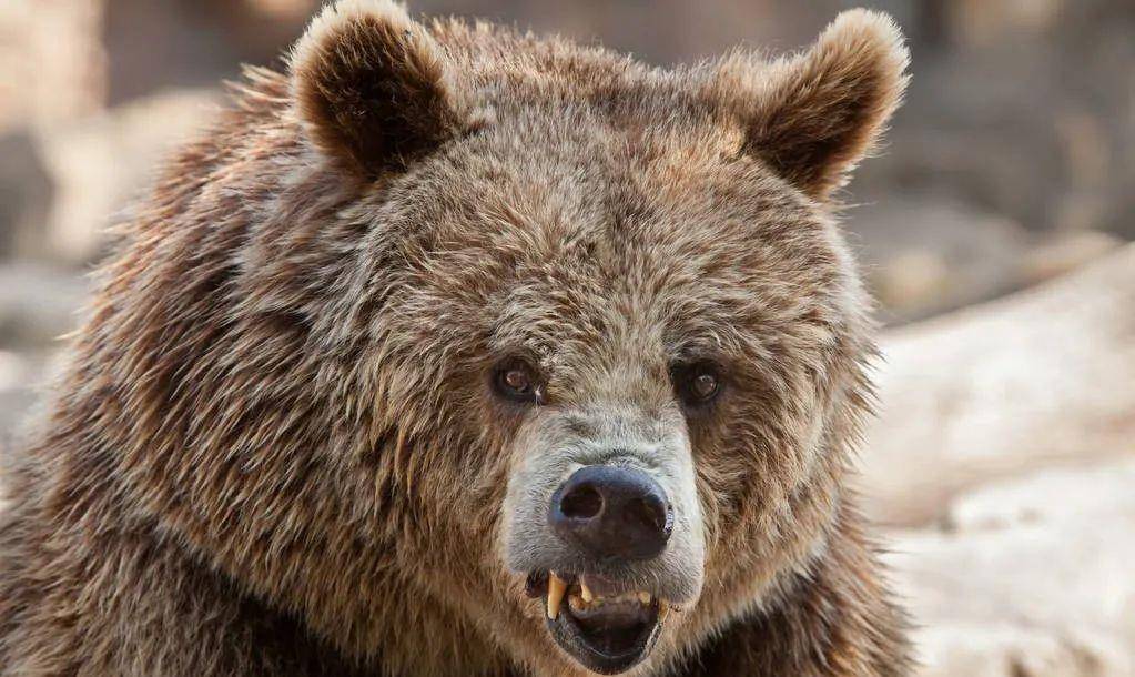 为给救命医生报仇,"豁耳族"野人抓走医生老婆当拉磨驴拷打_棕熊_毛孩