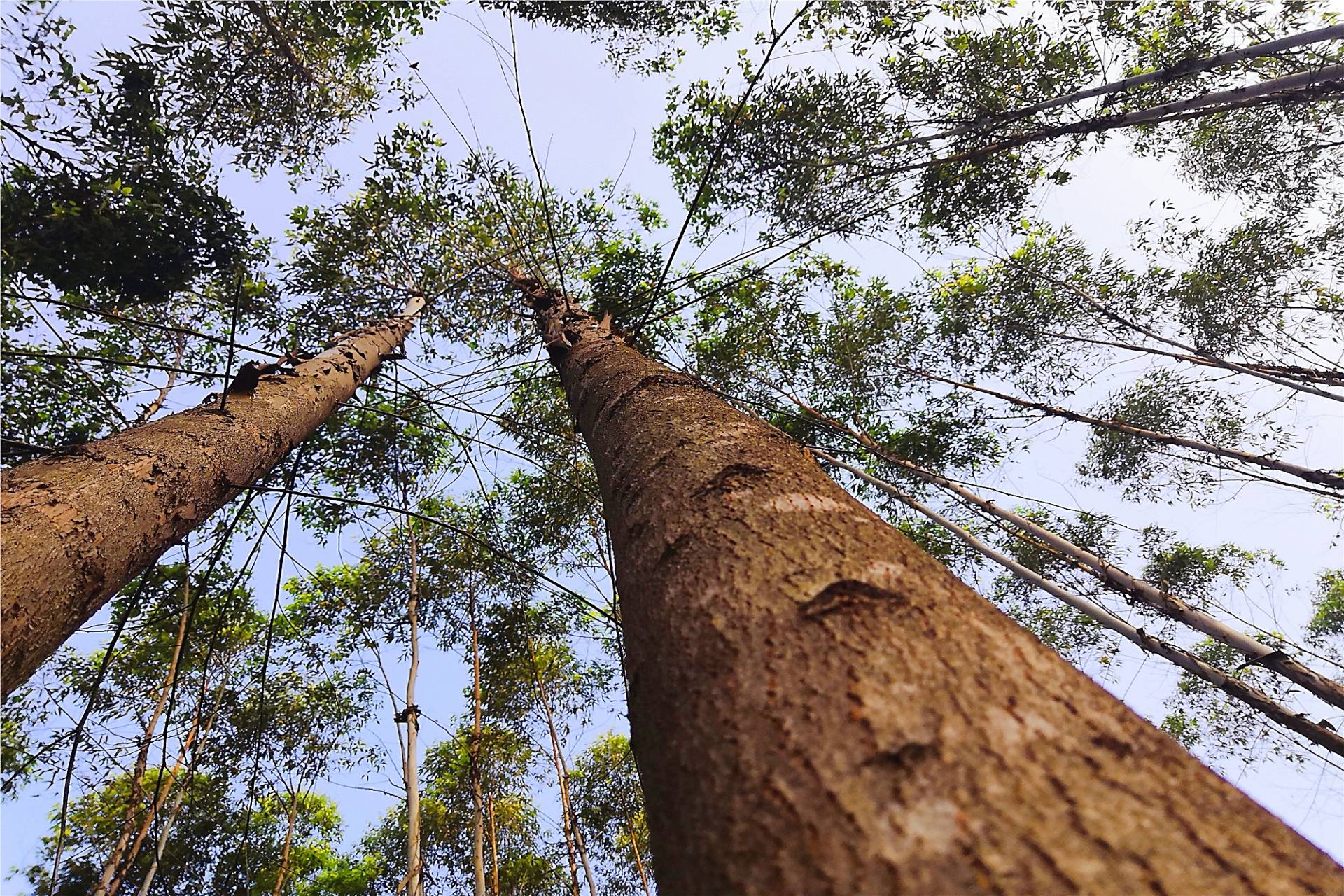 桉树壁纸图片