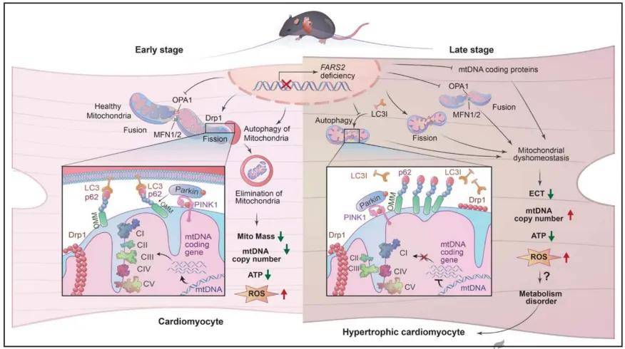 circulation | 空军军医大学吴元明/刘丽文等合作发现心肌病的致病新