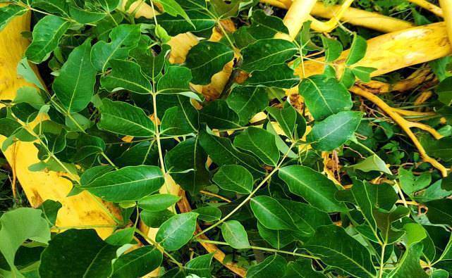 商以4元一斤的价格收购的,砍一棵10-20年生的黄柏可以得到100斤树皮