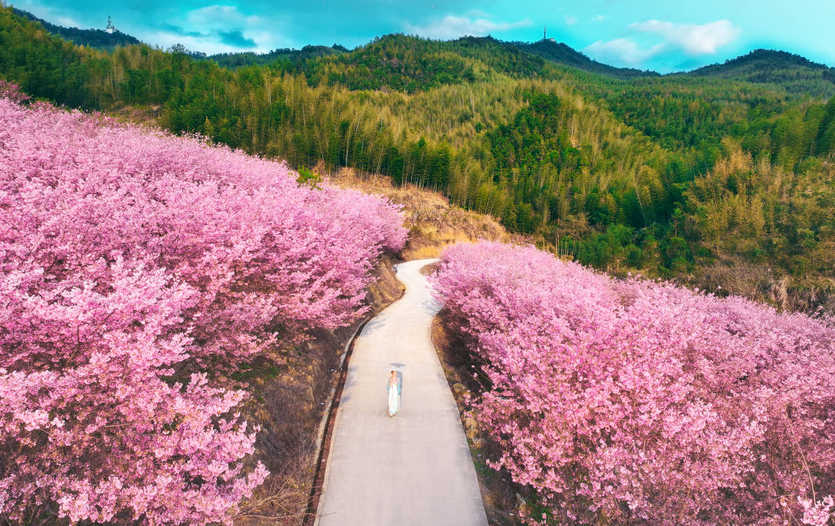 中国十大赏樱花景点图片