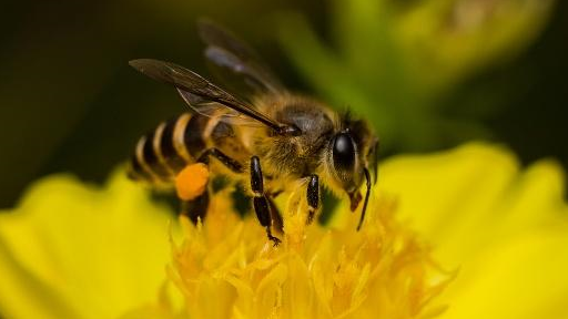 优良蜂种都有哪些特点?有哪些鉴别方法?_蜜蜂_杂交_良种