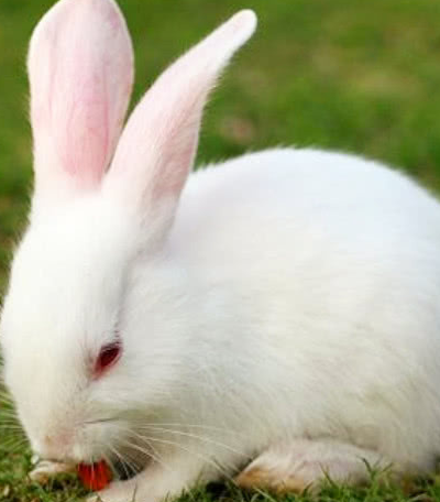 主要是因为很多主人在饲养的过程中不小心喂给了兔子一些腐烂的菜叶