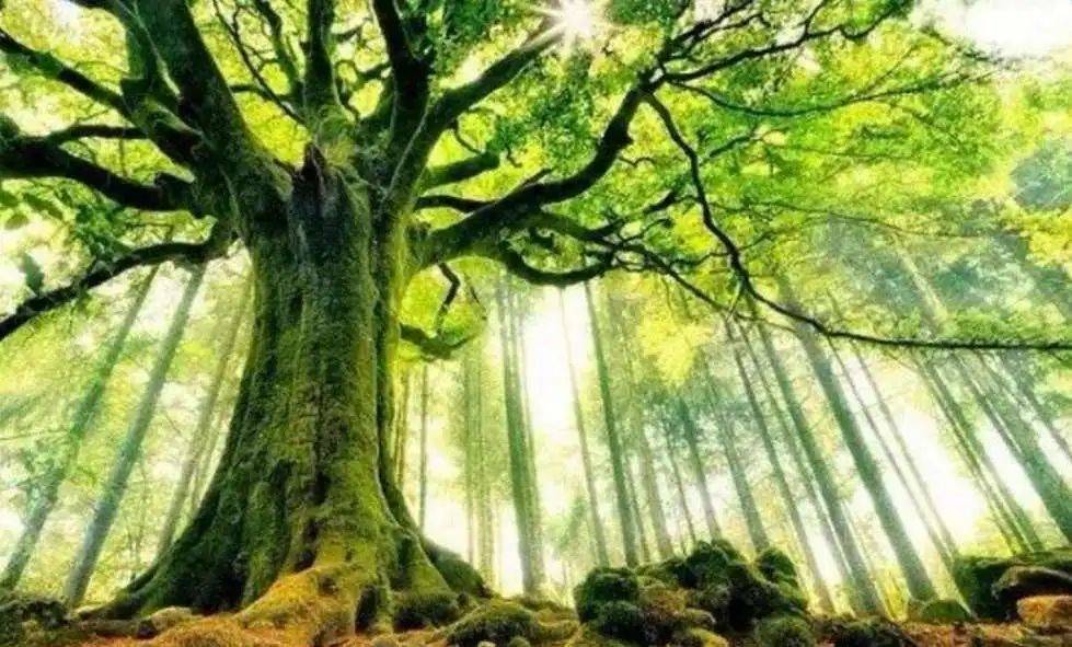 甲木喜忌 astro.sohu.com