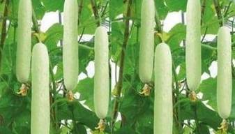 庆阳合水县特产--板桥白黄瓜_种植_情况_生产