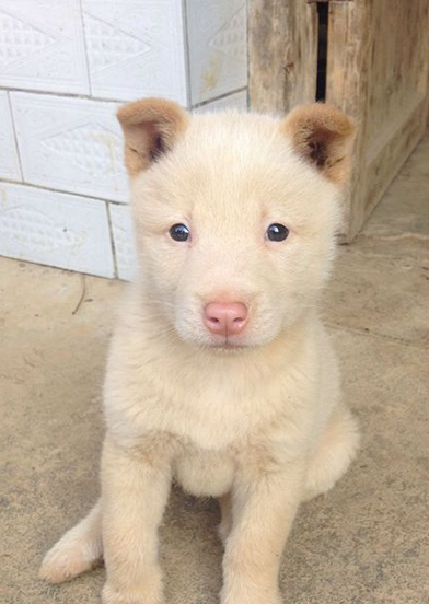 养一只正宗的土狗,虎头猫耳颜值不输柴犬,堪称猎犬中的佼佼者_中华