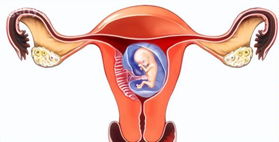 揭秘排卵期神秘表现!_女性_变化_男性