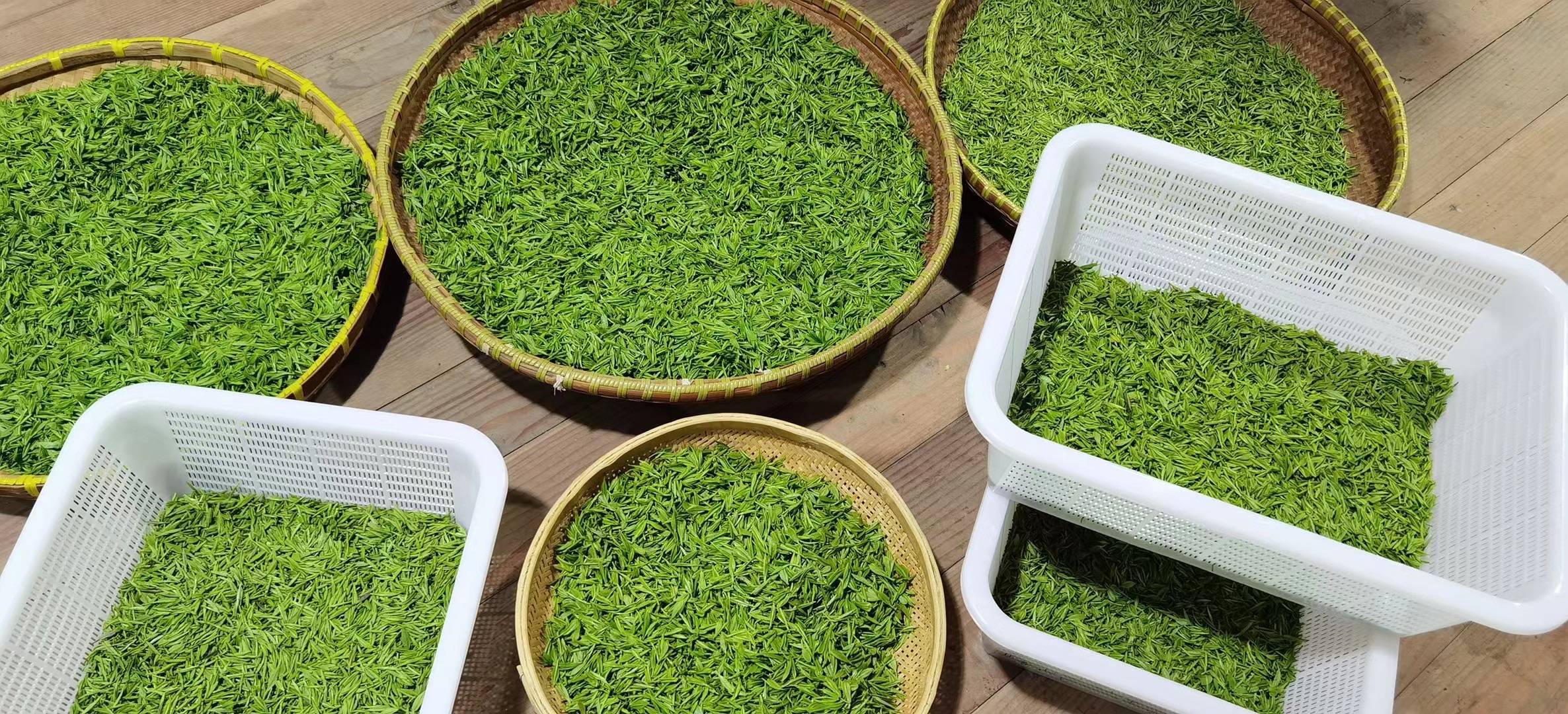 碧螺春,2024碧螺春新茶来了,苏州洞庭山碧螺春一口春天的味道