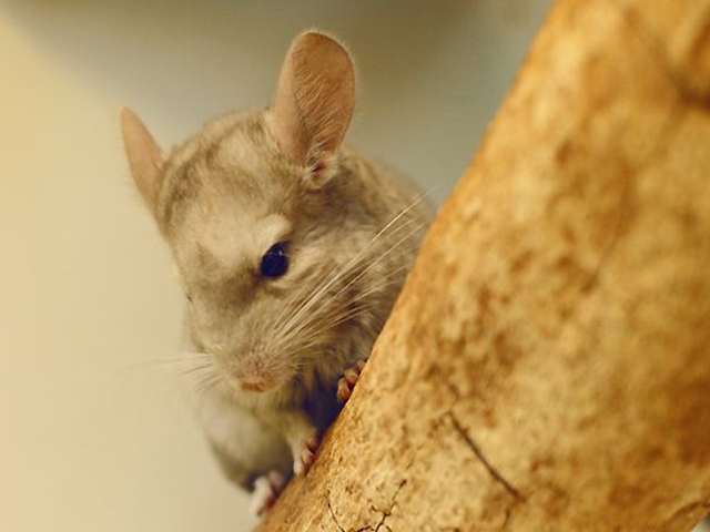 毛丝鼠定点排泄训练诀窍,饲主能轻松上手,以后不必为此烦恼_问题_排泄