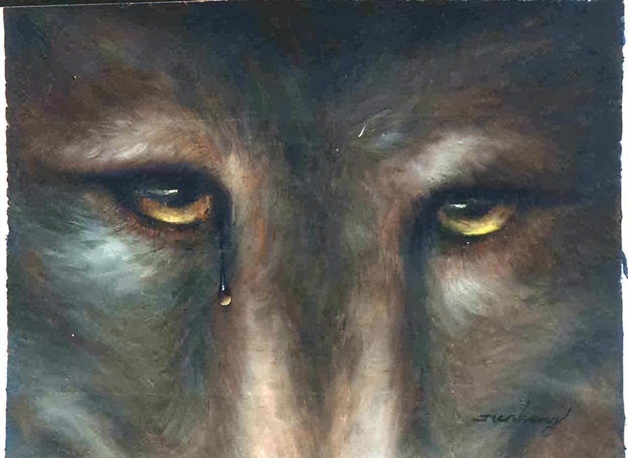 1988年老中医去世,一只狼在坟前不愿离去,几本日记揭开往事真相_老周