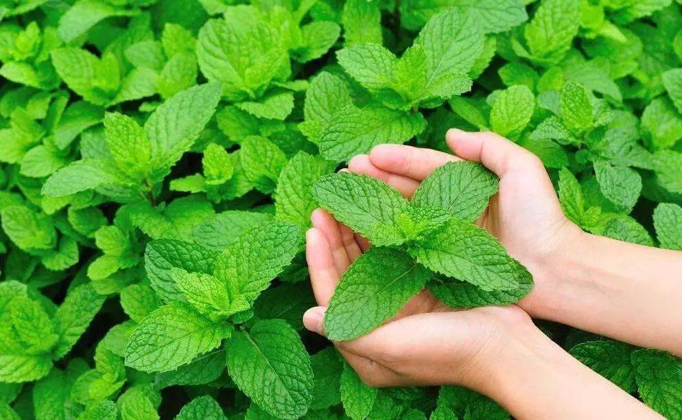 烟油_口味_管理