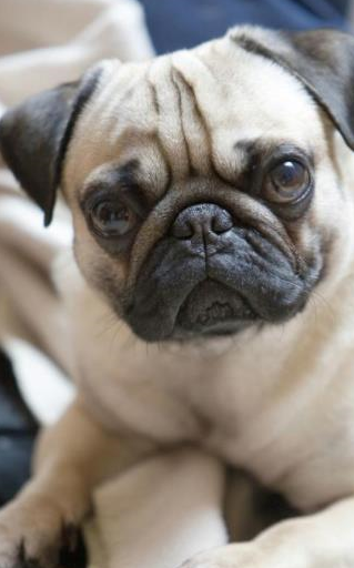 这些猎犬你了解过吗?_法国_威尔士_白色