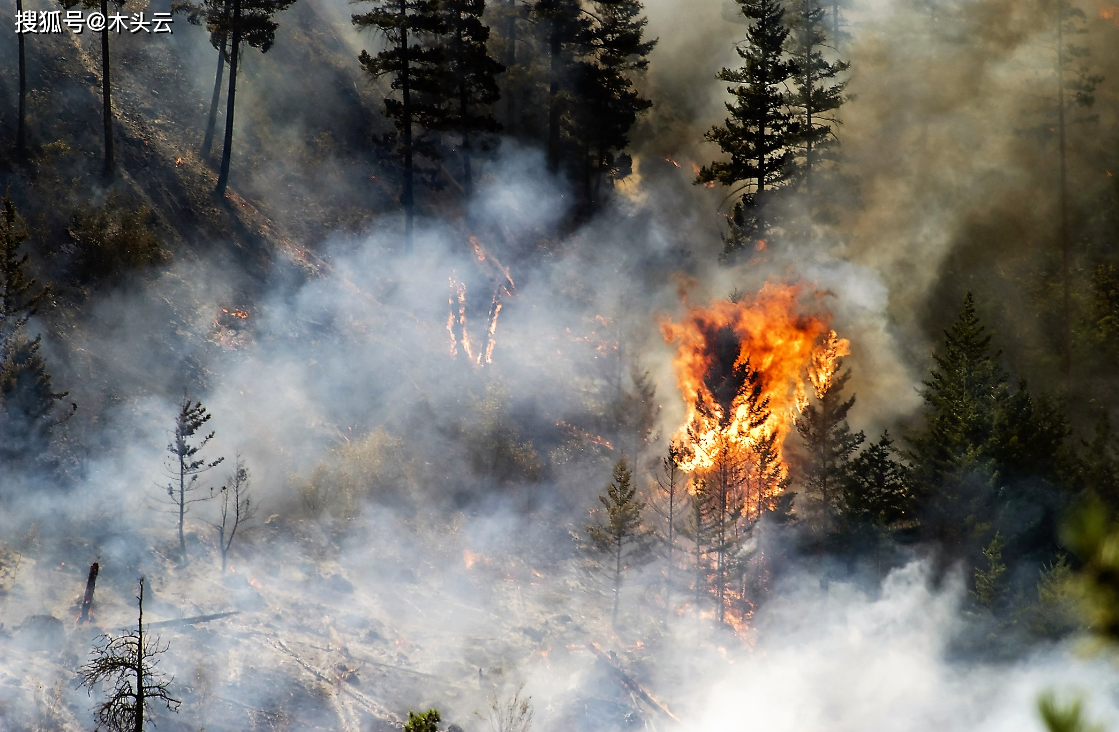 这地要求获得额外伐木权,以补偿去年野火带来的损失_森林_魁北克_计划