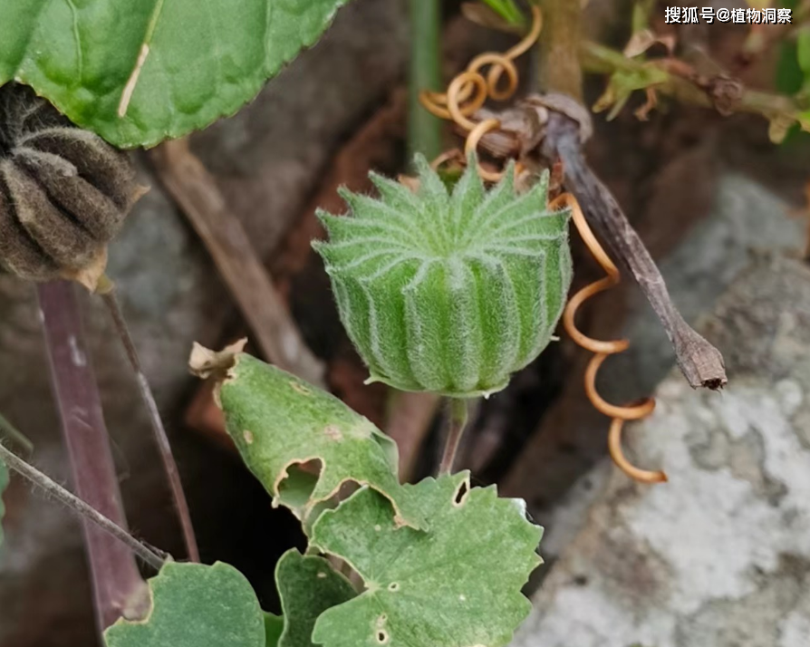 原创苘麻又称磨盘草车轮草有3大作用价值极高农民朋友要了解