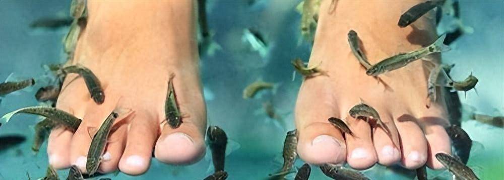 吃脚皮只是在麻痹顾客,整条鱼进去只剩骨架_足疗_服务_疗法