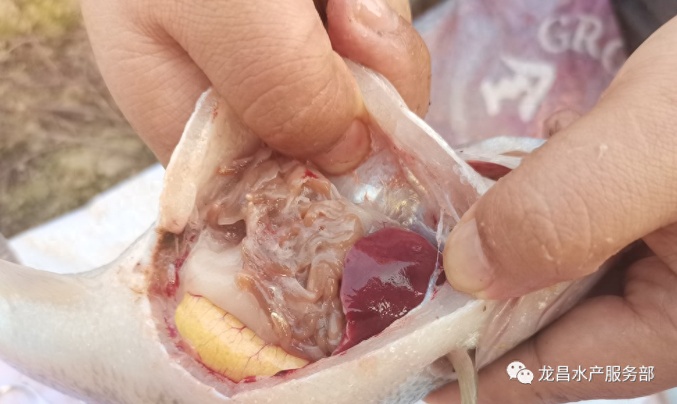 加州鲈细菌性出血,肠炎,持续性死亡,用这个方案三天