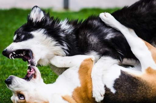 有空就撩狗狗,你家狗狗可能会被逼疯,狗狗被过度刺激的四个表现_主人