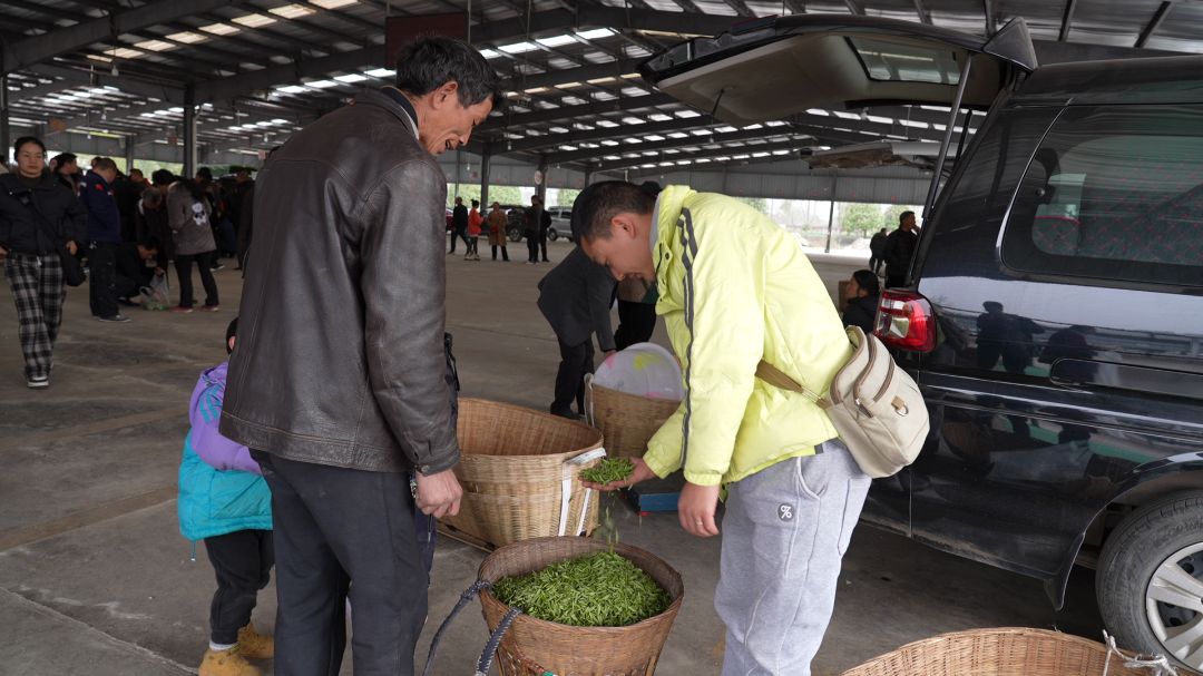 茶香四溢 产销两旺 雅安市名山区双河茶叶鲜叶交易市场正式开市_红星