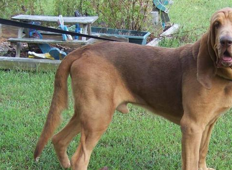 波索尔,又称俄罗斯猎狼犬,是作为在开阔地区追逐野兽的猎犬培养的