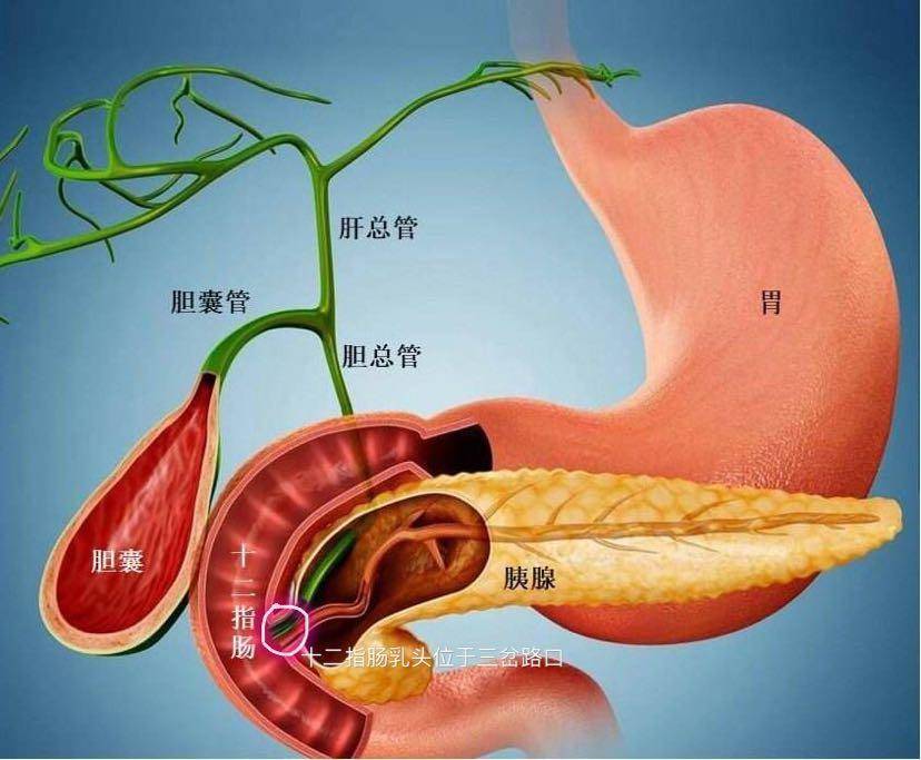 胰腺有什么作用图片