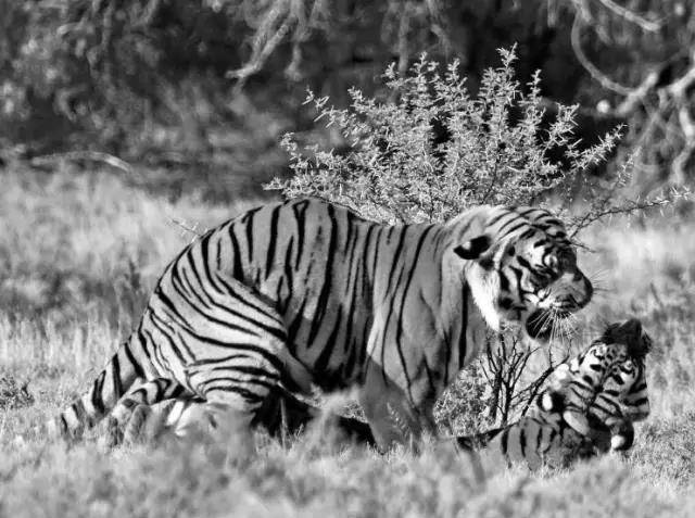 六十年前人虎大战:百只华南虎围攻湖南村庄,他打倒猛虎138只_老虎