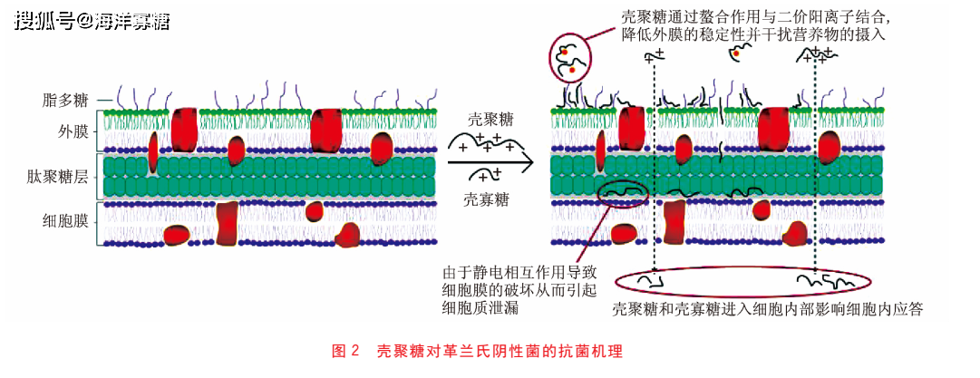 壳聚糖及壳寡糖等衍生物的抗菌机理_影响_真菌_细菌
