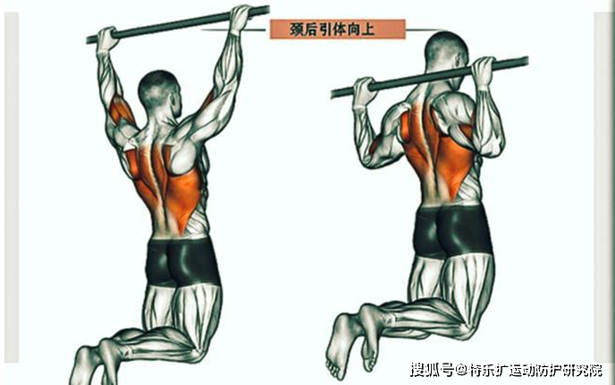 如何利用动态贴布改善圆肩驼背_肌肉_身体_背部