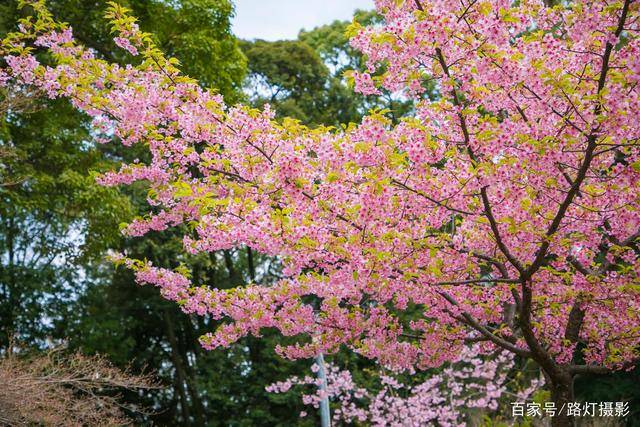 贵阳平坝农场樱花图片