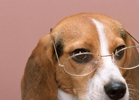 猎犬_巴仙吉_英国